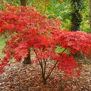 Trees and shrubs for autumn colour | House & Garden