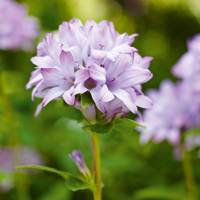 Bluebell Cottage Gardens Cheshire Best Nurseries House Garden