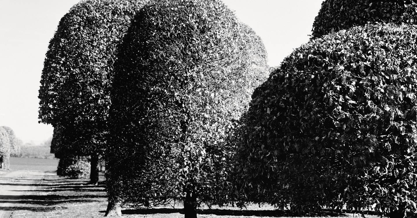 How to choose trees for your garden | House & Garden