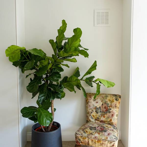 Pandora Sykes' house in London House & Garden