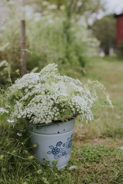 How to grow annuals like sweet peas from seed - how to grow cut