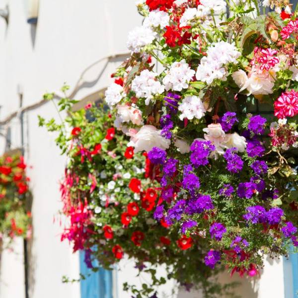 Hanging Baskets Ready Made Hanging Baskets House & Garden