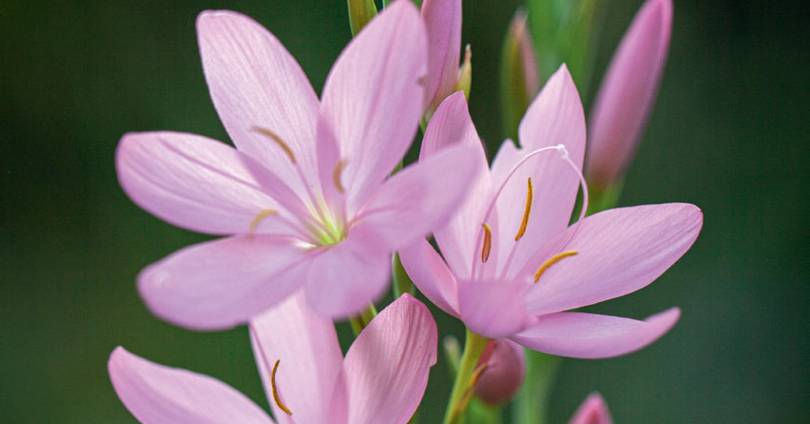 The lesser-known bulbs to plant for autumn flowers