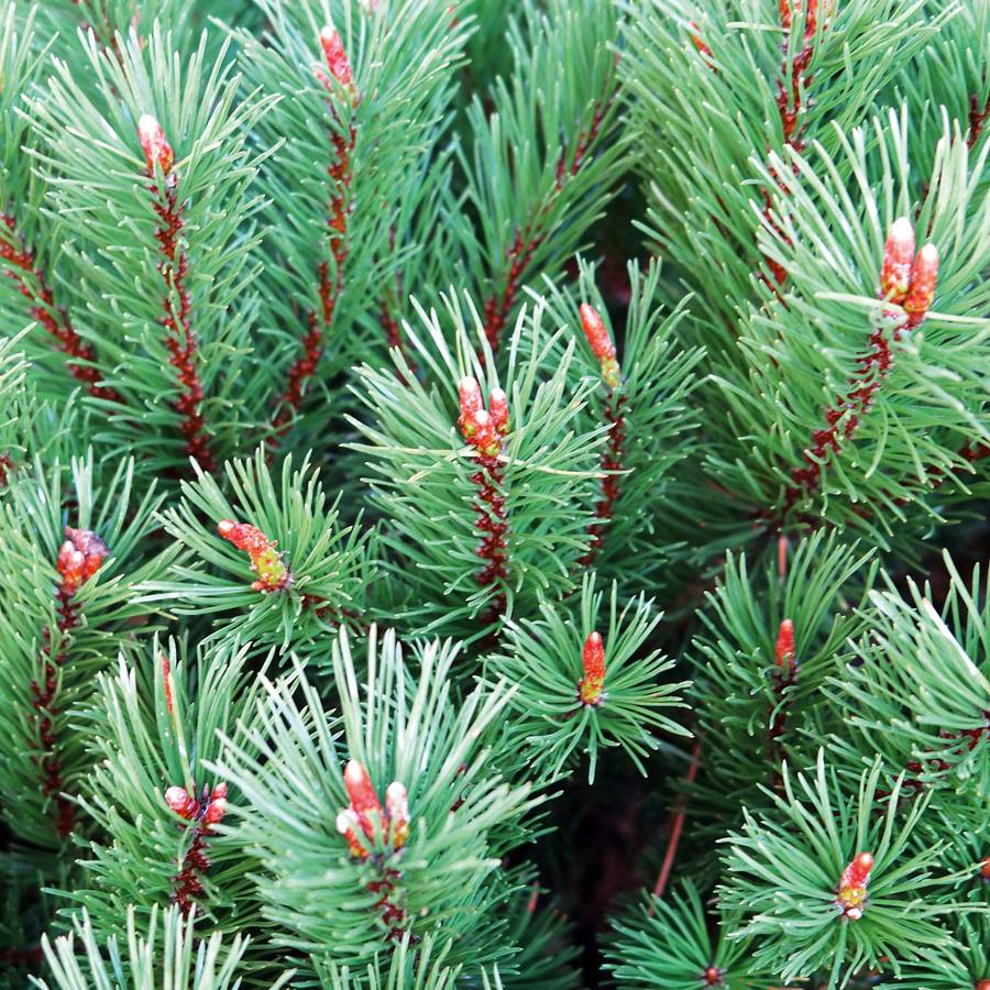 Conifer guide | House & Garden