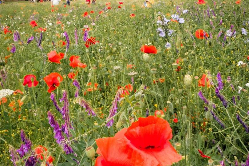 The new wildflower meadow at Kensington Palace Gardens opens to the ...