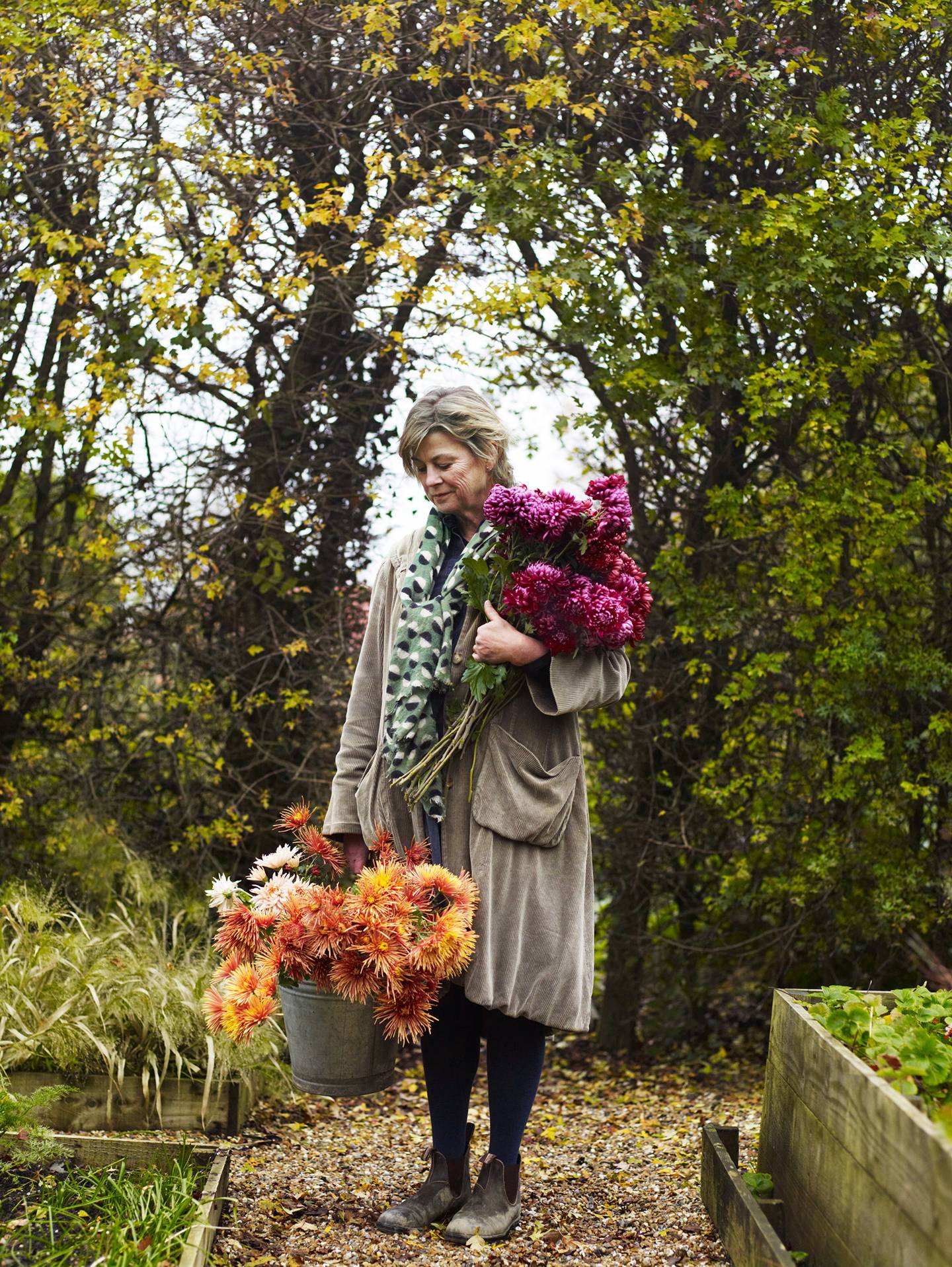 Sarah Raven on Crysthanthemums | House & Garden