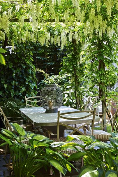 How To Grow And Care For A Wisteria Plant House Garden