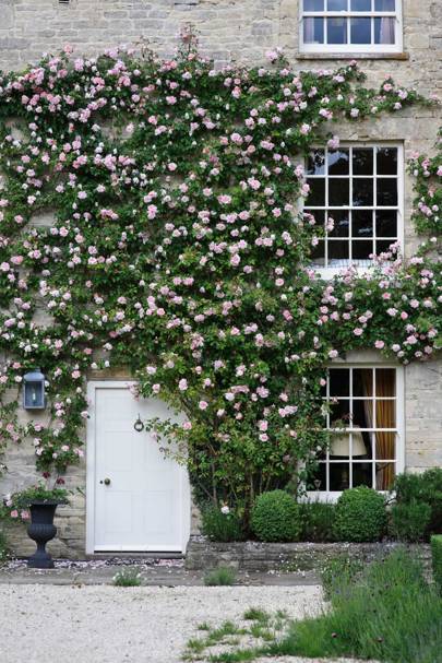 Window Box And Climbing Plant Ideas House Garden