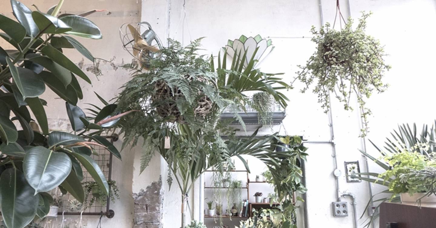 Hanging Baskets Ready Made Hanging Baskets House & Garden