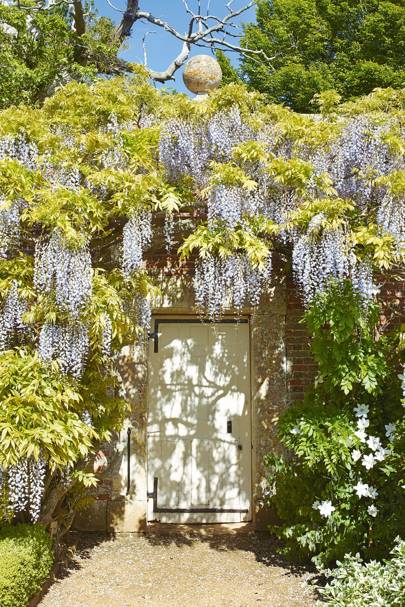 Wisteria Planting Ideas