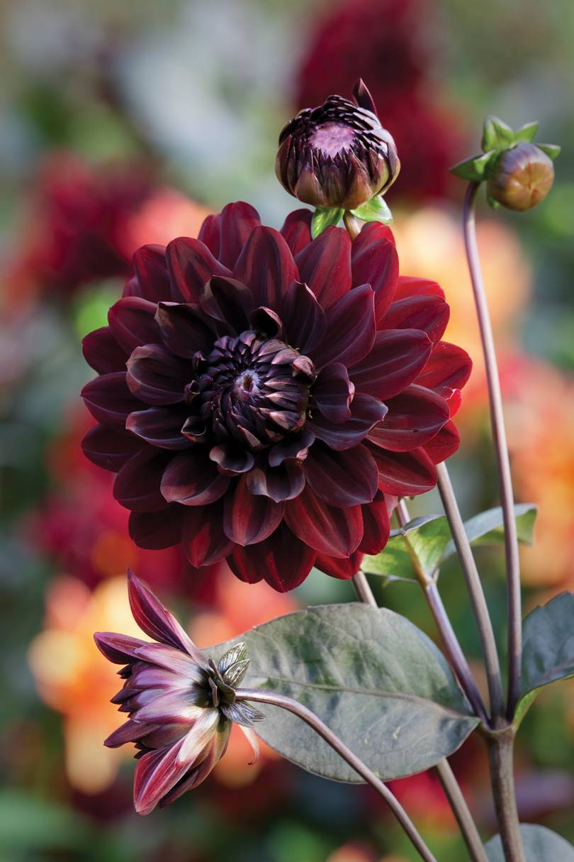 How to grow dahlias | Garden Ideas & Inspiration | House & Garden