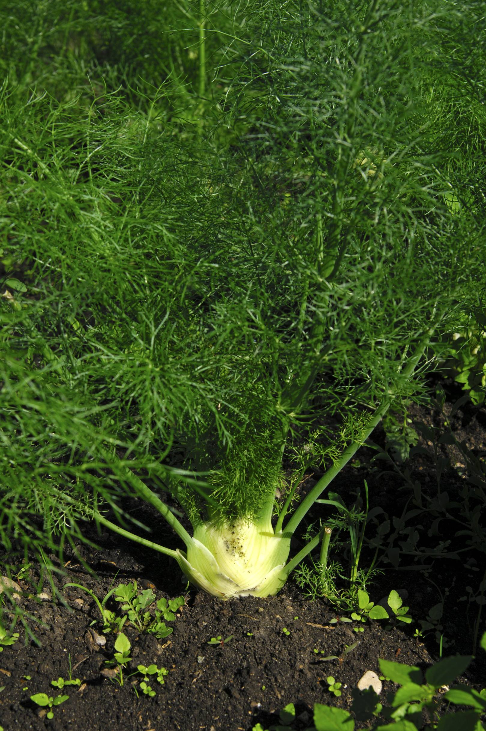 How to grow fennel House & Garden