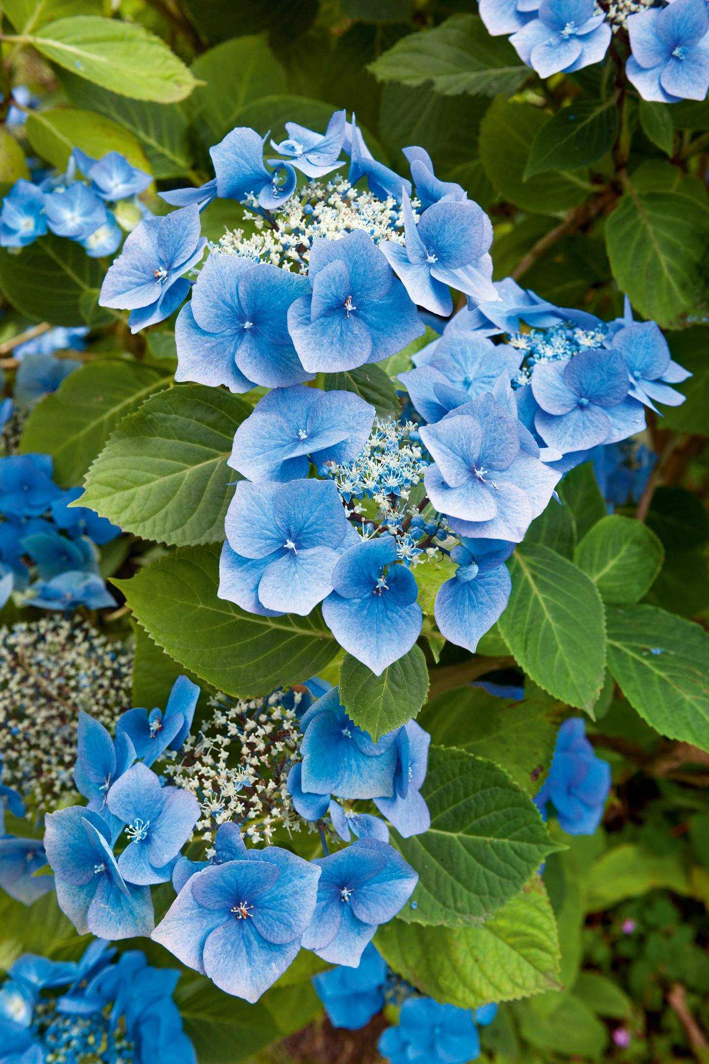 Hydrangea garden | House & Garden
