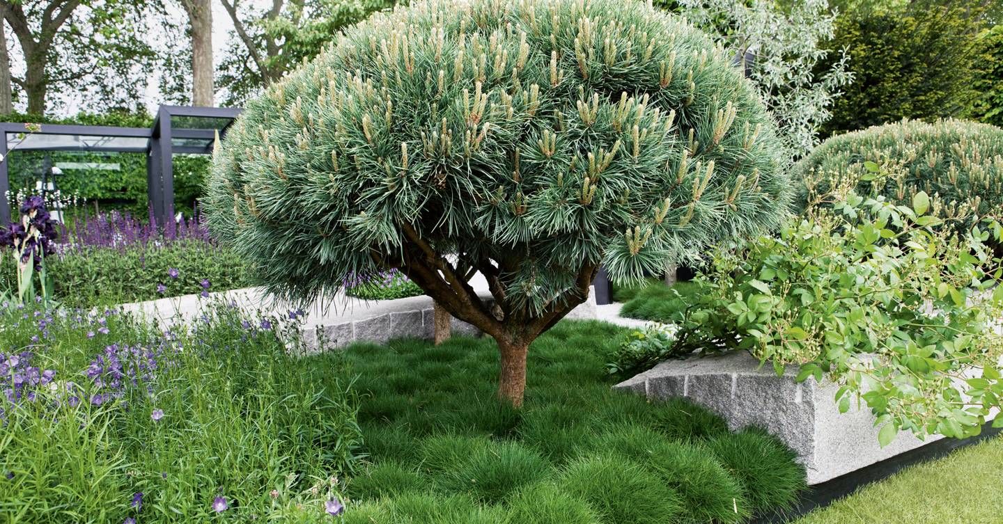 Conifer guide | House & Garden