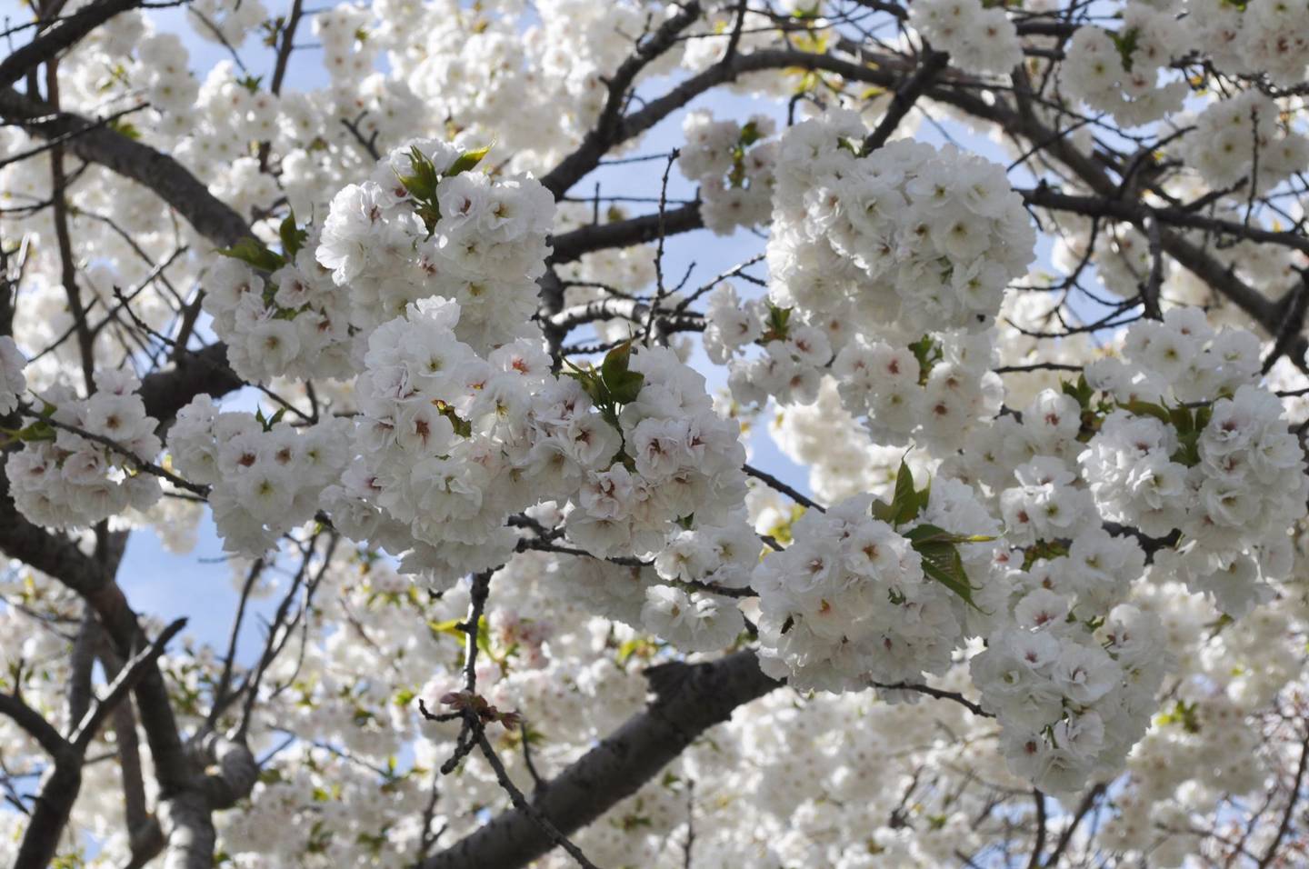 Best trees for blossom House & Garden
