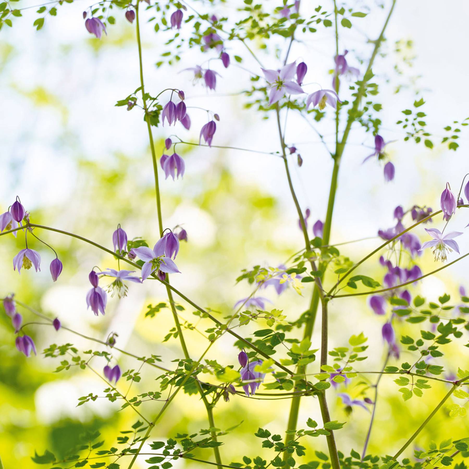 Bluebell Cottage Gardens Cheshire Best Nurseries House Garden