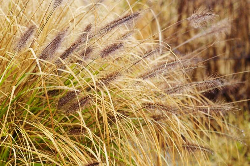 Ornamental Grasses for Autumn Colour in the garden - Vimarsana News