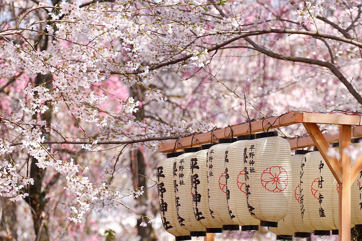 The best place to see cherry blossom in Japan House & Garden