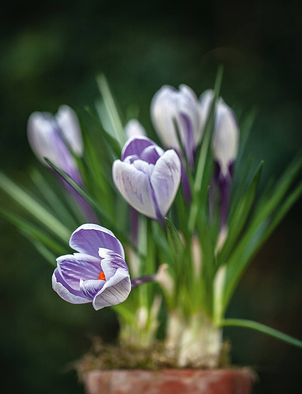 Early Flowering Miniature Bulbs | House & Garden