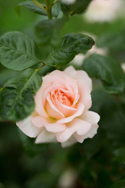 Best Roses Varieties For Scent And Colour House Garden