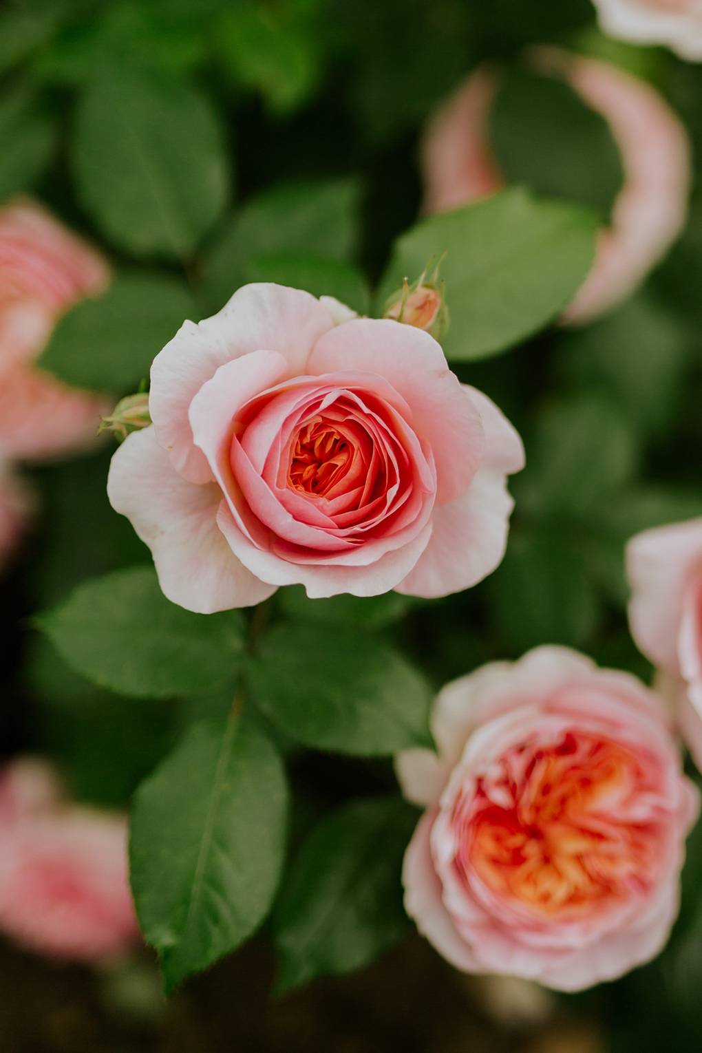 Best Roses Varieties For Scent And Colour House Garden