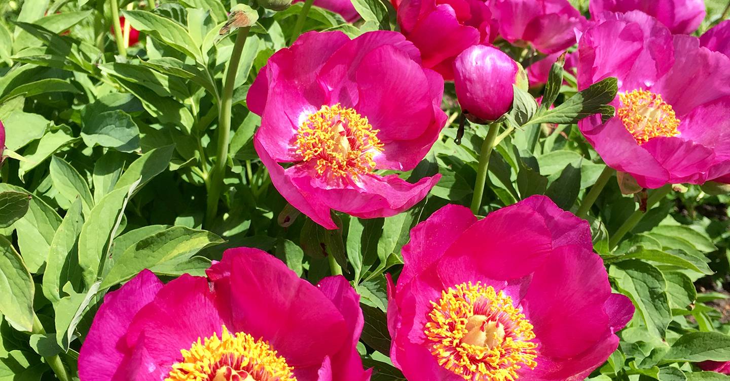 Peonies season everything you need to know House & Garden