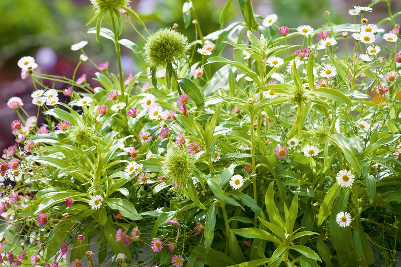 Container gardening summer | House & Garden - Vimarsana News