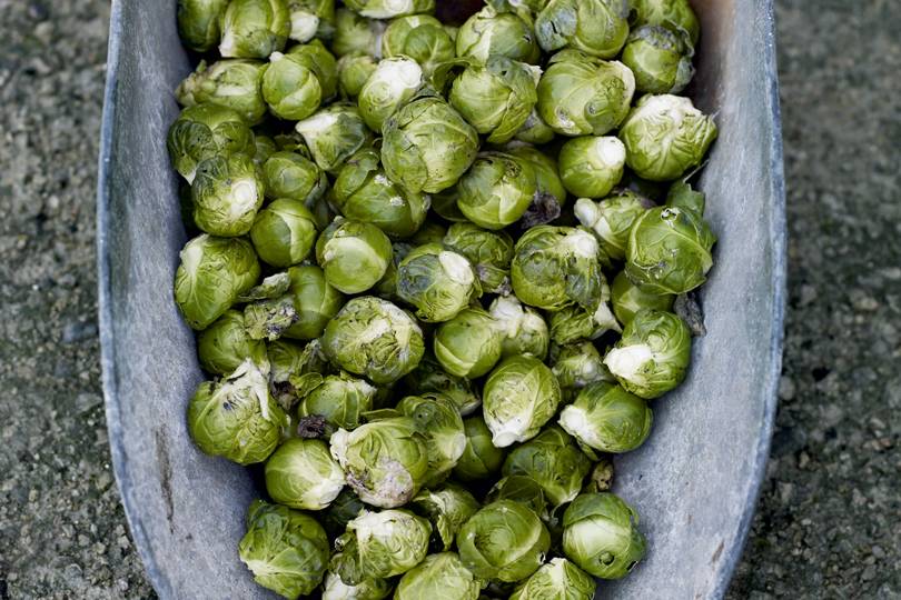 How to grow Brussels sprouts | House & Garden