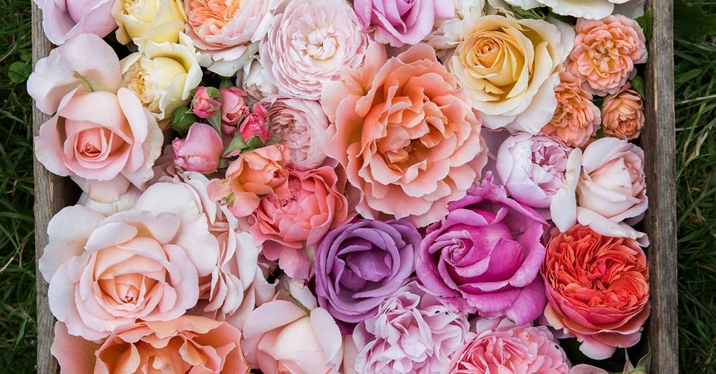 Best Roses Varieties For Scent And Colour House Garden