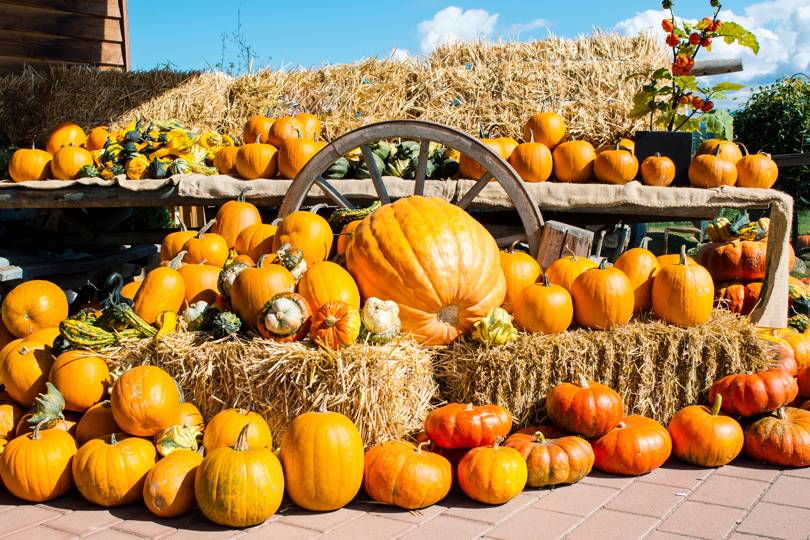 The best pumpkin patches to visit in England - Vimarsana News