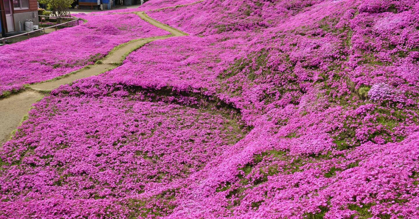 Husband plants flowers for blind wife Japan House & Garden