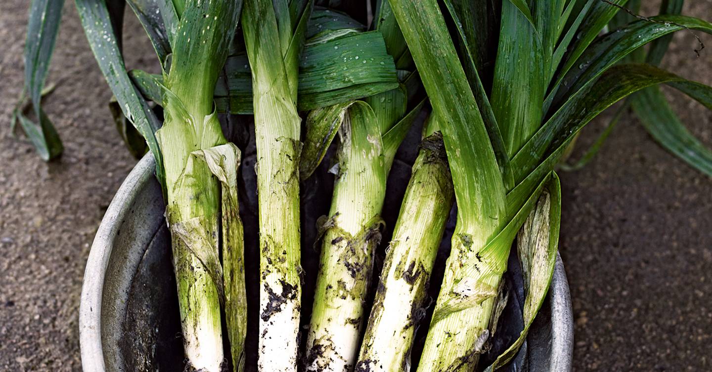 How to grow leeks House & Garden