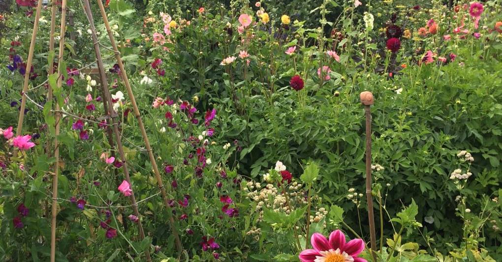 Gardenism & Landscape 🦋 - cover