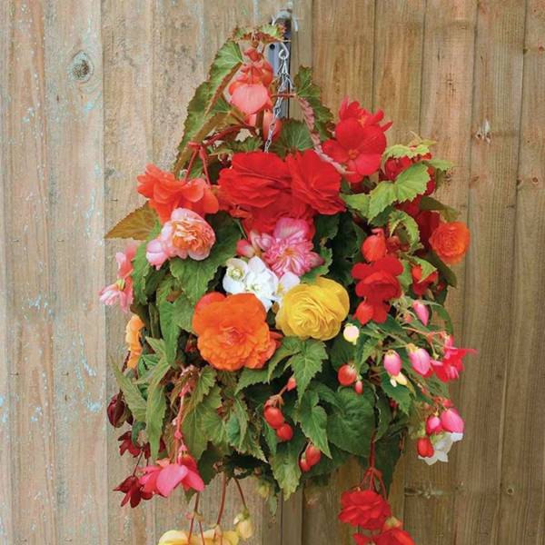 Hanging Baskets Ready Made Hanging Baskets House & Garden