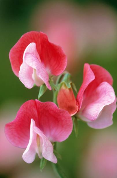 How To Grow Sweet Peas House Garden