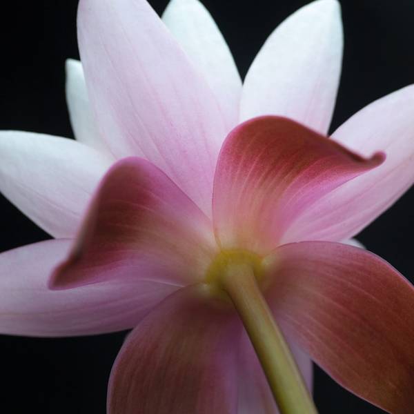Nature Baby Stretch & Grow - Waterlilies