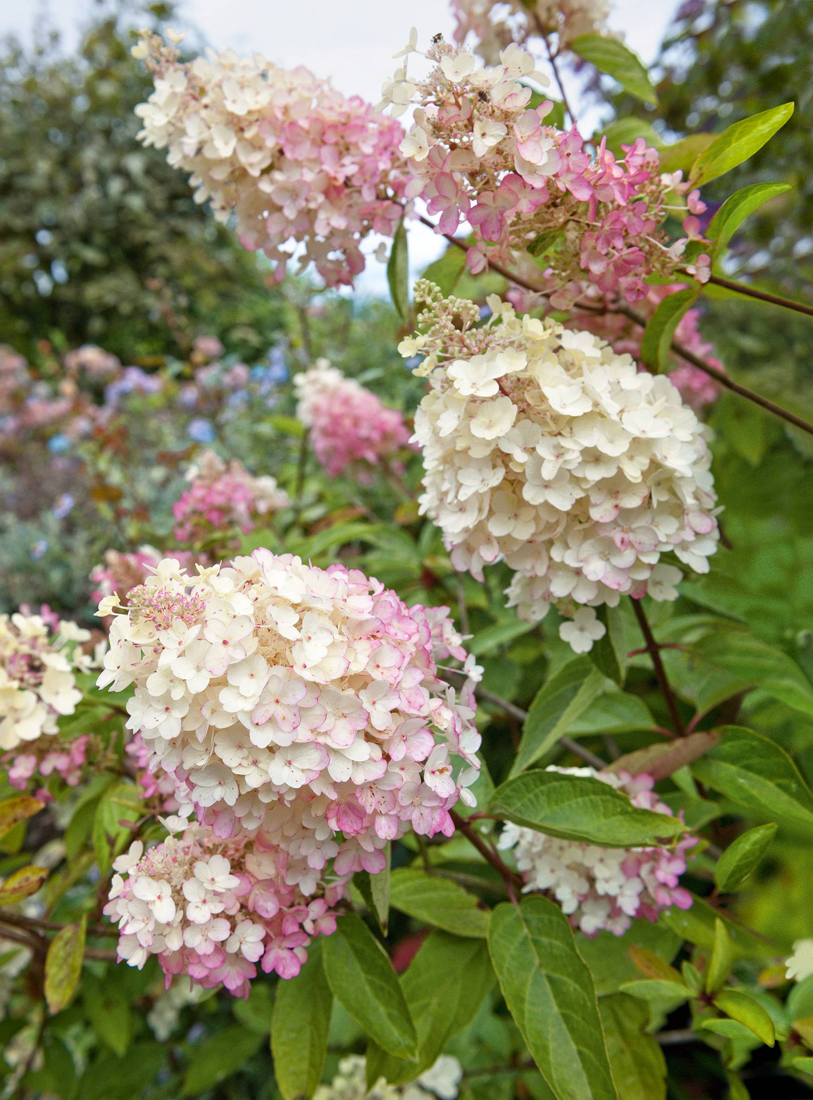 Hydrangea garden | House & Garden