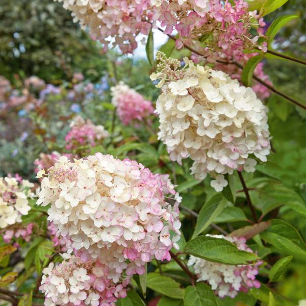 Hydrangea garden | House & Garden