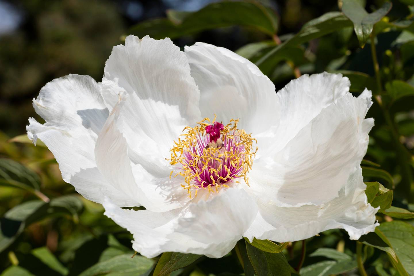 Peonies season House & Garden