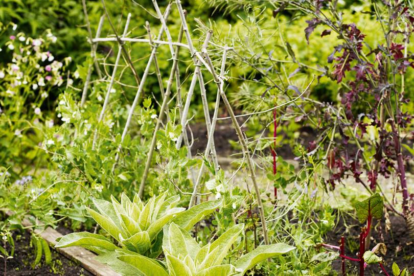 The rise and rise of community gardening in the UK - Vimarsana News