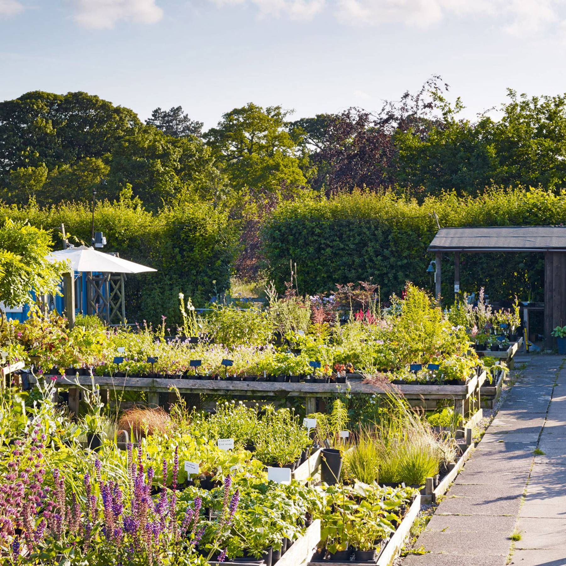 Bluebell Cottage Gardens Cheshire Best Nurseries House Garden