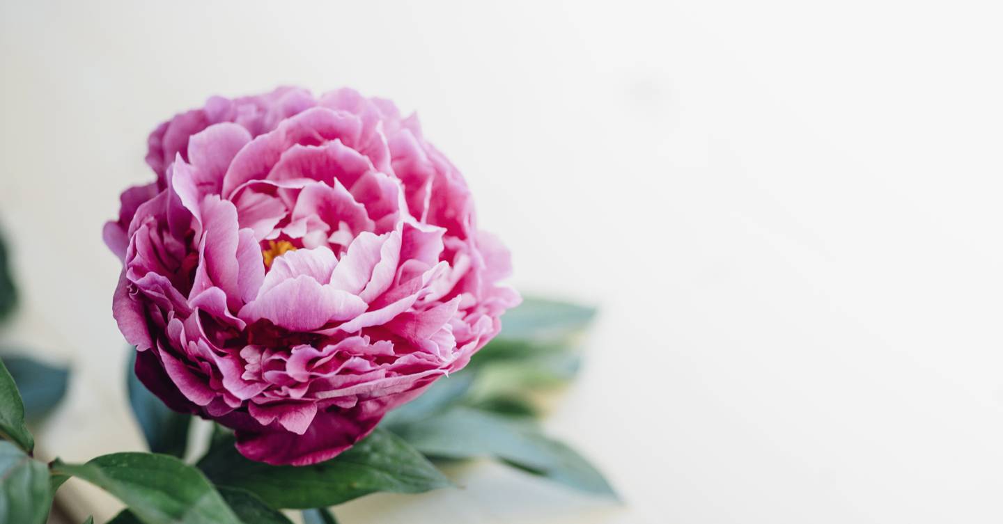 Peonies season - everything you need to know | House & Garden