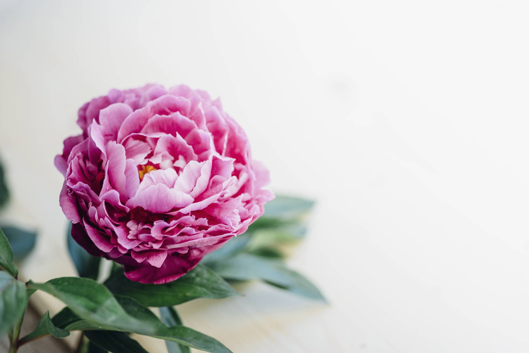 Peonies season - everything you need to know | House & Garden