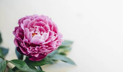 Peonies Season Everything You Need To Know House Garden
