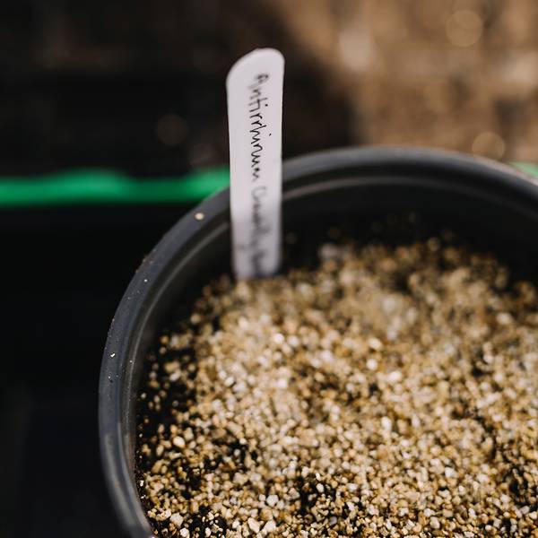 What to do in your garden in March | House & Garden