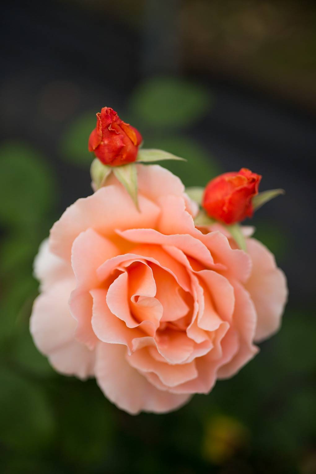 The Best David Austin Roses And Beyond House Garden