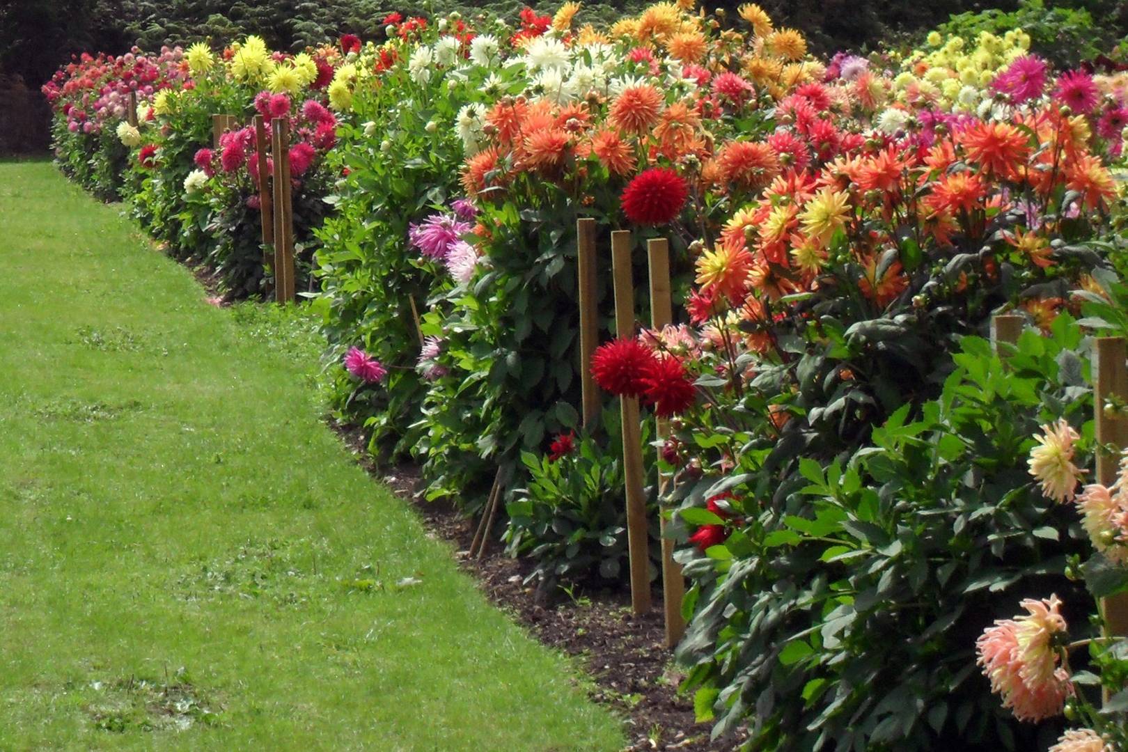 Dahlia Garden Ready Plants Yellow Dahlia Buds Turning Brown Yositamusni dahlia-garden-ready-plants-yellow-dahlia-buds-turning-brown-yositamusni