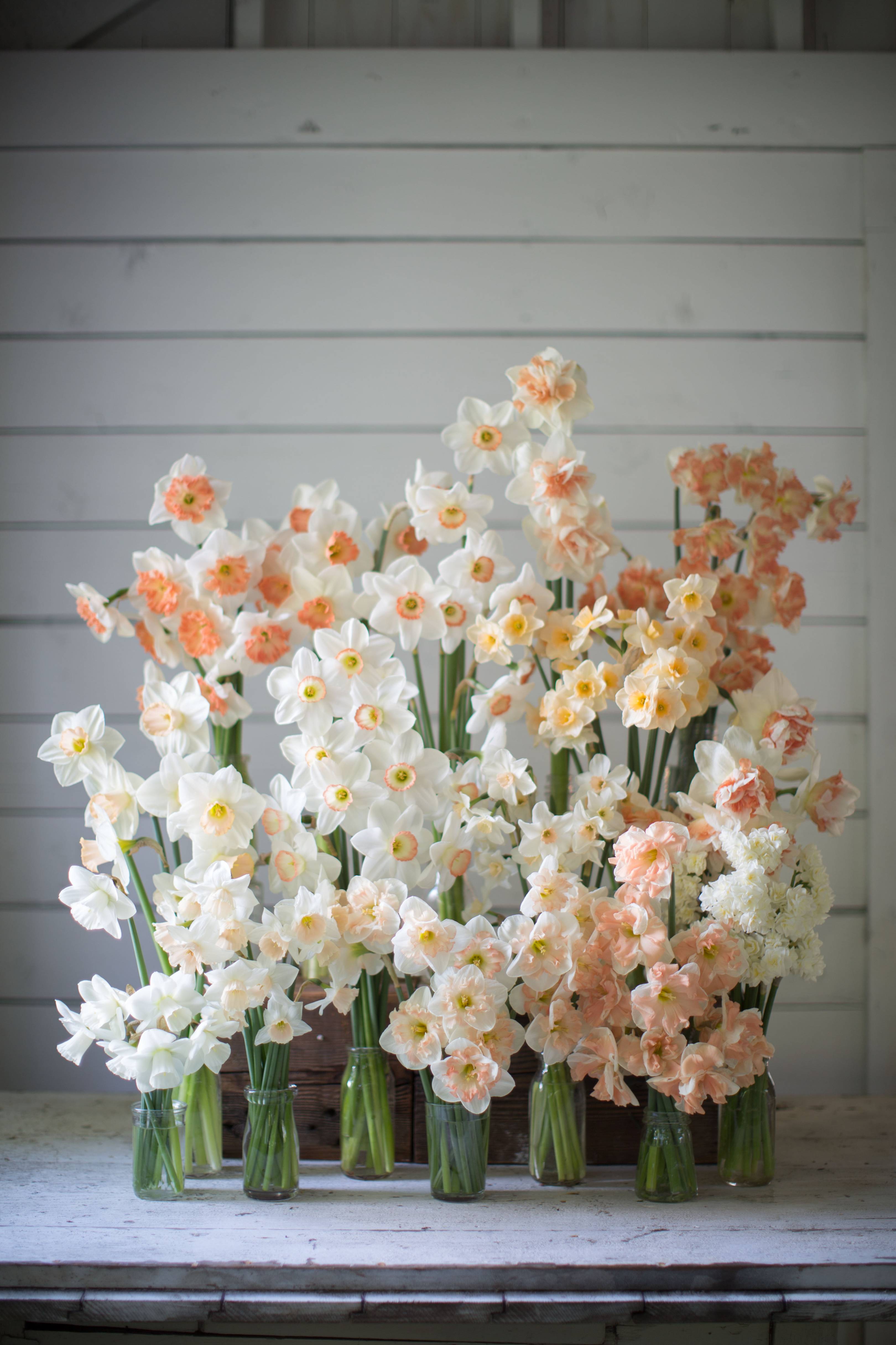 Daffodil flower arrangement House & Garden